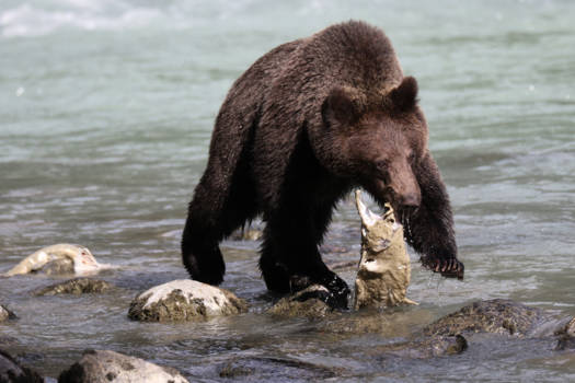 Alaska - Grizzly beer