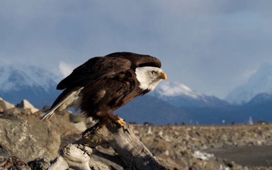 Alaska - Bald eagle in Homer