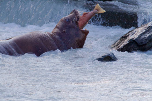 Alaska - Sea lion in Valdes