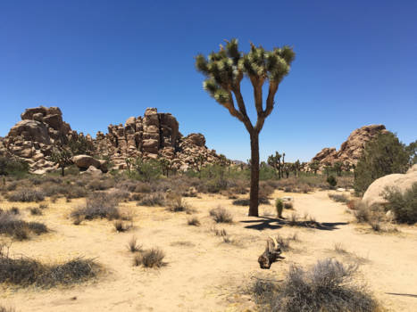 California - Amazing Joshua Tree NP
