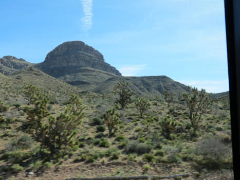 Las Vegas - Joshua trees