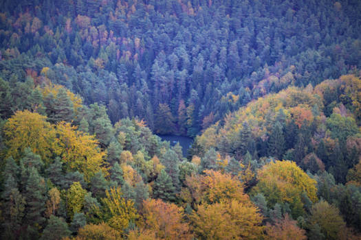 California - Door de bomen het bos niet meer zien.