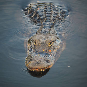 Everglades National Park - Alligator @ Everglades National Park