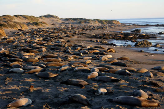 California - Time for a pit stop: Sea elephants in Big Sur!