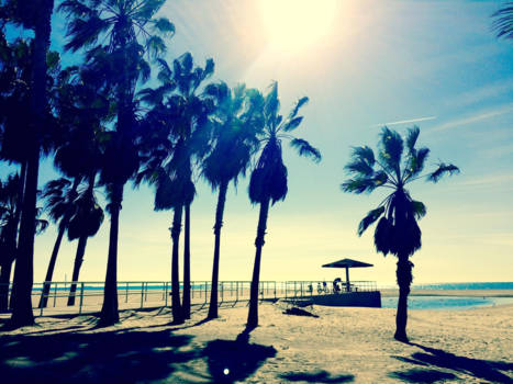 Venice Beach - Palm paradise