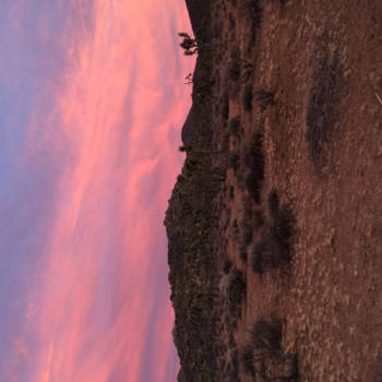 California - Epische zonsondergang in Joshua Tree Park vlakbij Los Angeles