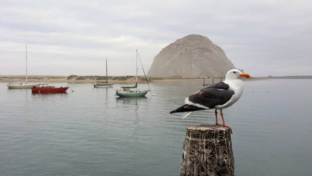 Highway 1 (Amerika) - Ontwaken in Morro Bay (Highway 1), Californië