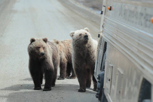 Denali National Park - Beren