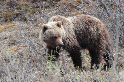 Denali National Park
