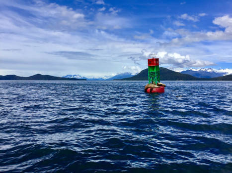 Rondreis Alaska - Zeeleeuwen in de buurt van Juneau