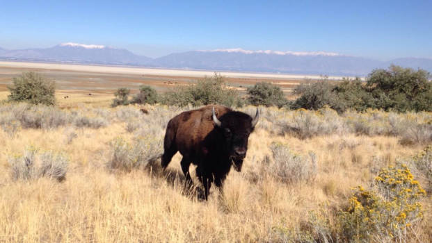 California - Natuurpark Yosemite