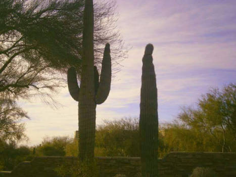 Arizona - De fantastische omgeving