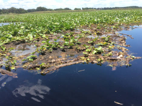 Florida - krokodillen spotten,......