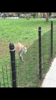 New York - Brutale Eekhoorn bij Madison Square