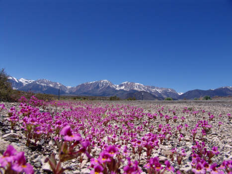 Yosemite National Park - Uitzicht op Yosemite vanuit Mono Lake