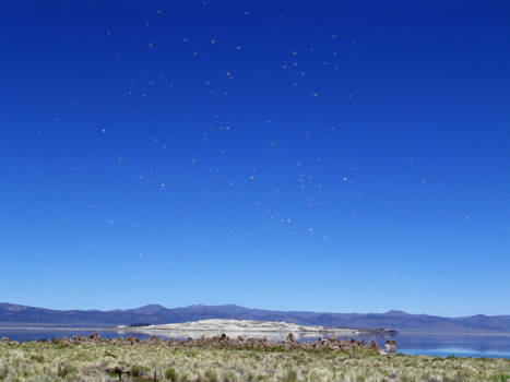 Yosemite National Park - Duizenden vogels in de lucht; het lijken wel sterren!