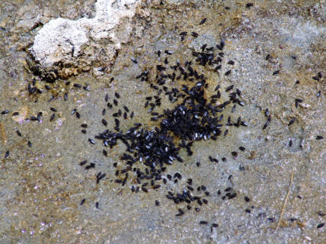 Yosemite National Park - Tienduizenden alkali-vliegen, waar je niets van merkt