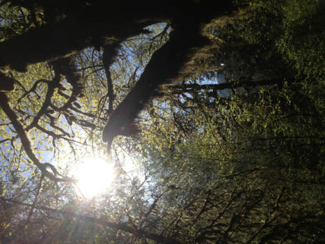 Olympic Peninsula - Hoh Rain forest