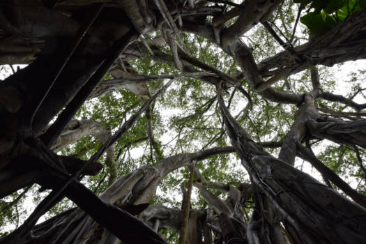 Oahu - Within the eye of the trees - Oahu - Hawaï