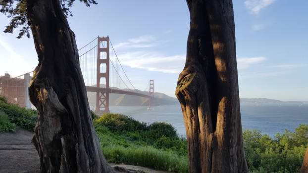 San Francisco - Two trees ons bridge