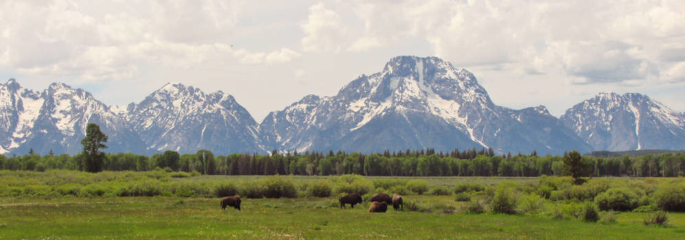 Grand Teton National Park - Buffels voor Grand Teton Mountains