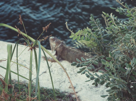 Florida - Iguana in the desert