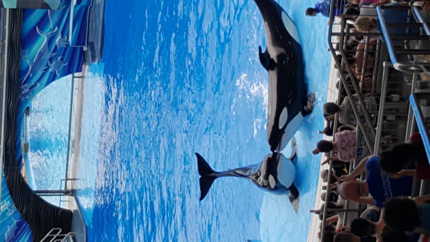 Orlando - Ik eet wel alleen.