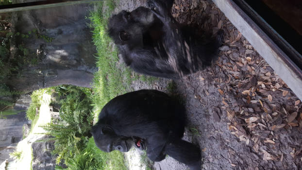 Orlando - Ieder voor zich.