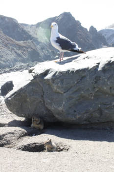 Monterey - Een nieuwsgierig trio langs highway 1!