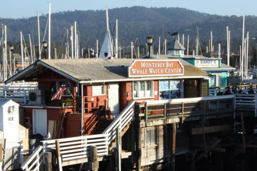 Monterey - Walvissen spotten