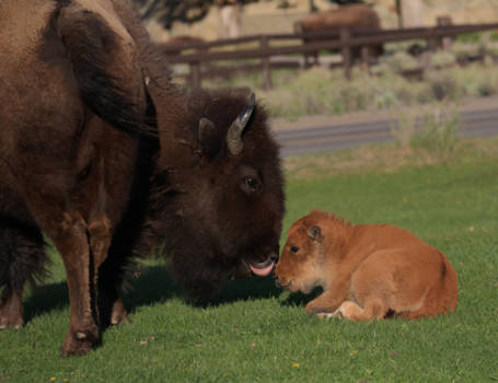 Yellowstone National Park - Zo vertederend