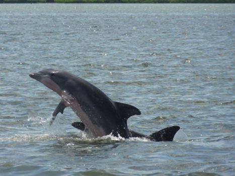 Florida - Playfull dolphins