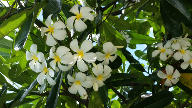 Kauai - Hawaiian lei's