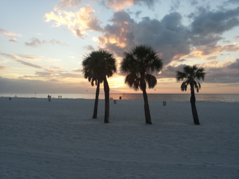 Florida - Prachtige palmen /natuur