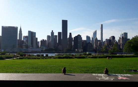 New York - Two birds looking at the New York skyline!