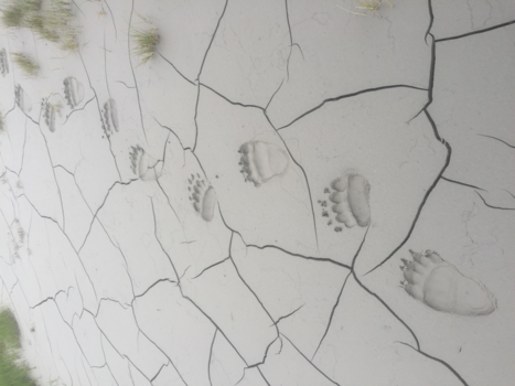 Alaska - Berenpootjes.