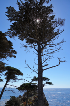 Monterey - "The tree of light"