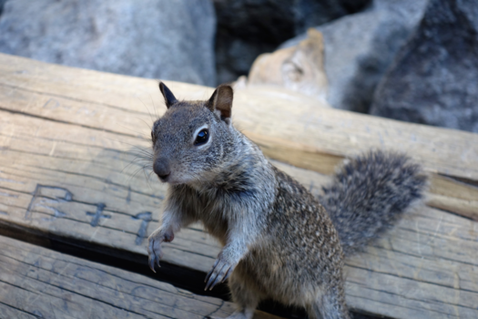 Yosemite National Park - Nieuwsgierig geworden?