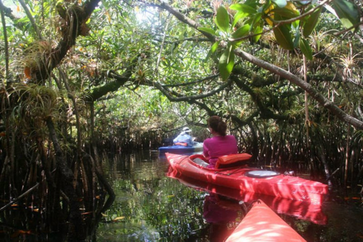 Everglades National Park - kajakken door de everglades