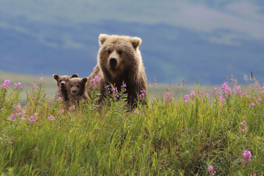 Alaska - Een aaibare ontmoeting Katmai nationaalpark Alska