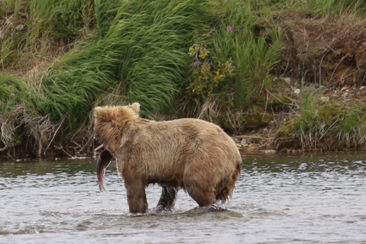 Alaska - Etende beer