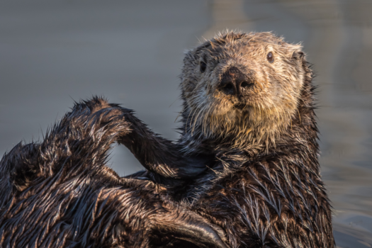California - Zeeotter bij Moss Landing California