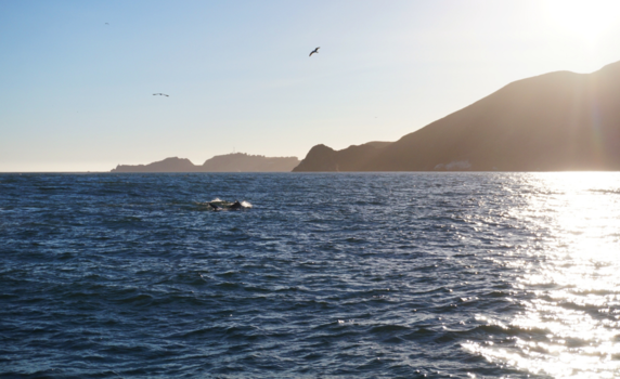 San Francisco - Sunset cruise