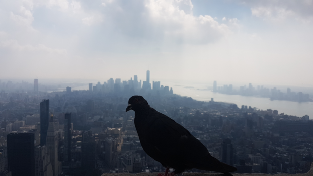 New York - De duif van The City