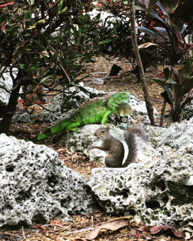 Miami - Squirrel meets iguana