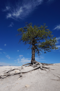 Bryce Canyon National Park - Bryce Canyon