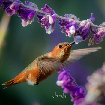 Los Angeles - Flying high