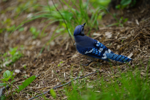 New York - Central parcs