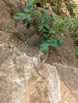 Zion National Park - Tamme eekhoorns