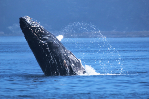 Alaska - Springende walvis